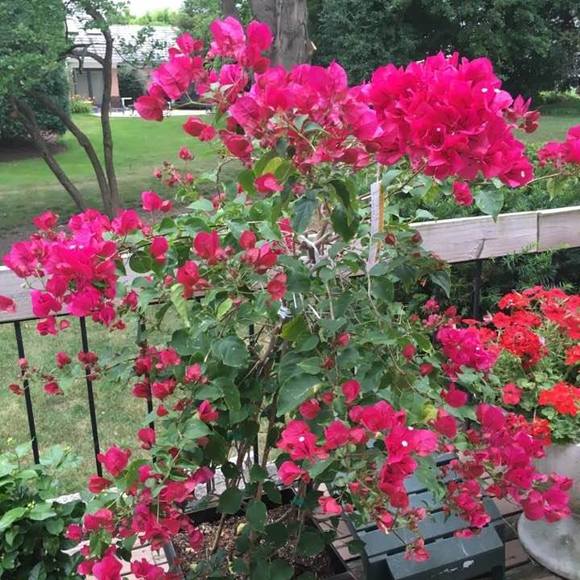 Meet your Posher, Shaista - Picture 1 of 1